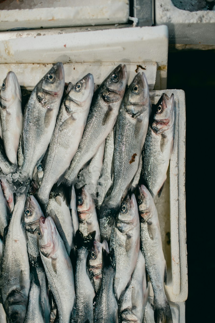 Nigerian Croaker: A Market Favourite Worth Understanding